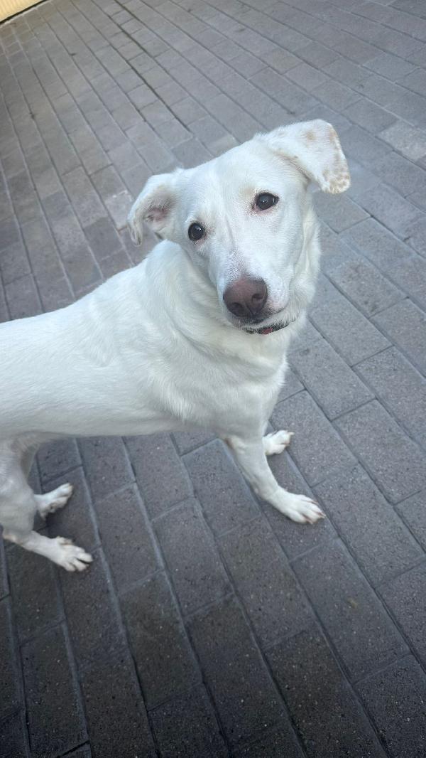 GENNA CAGNOLINA CANDIDA Foto 4